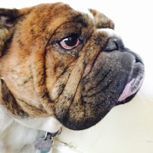 Meet your Posher, Dancer